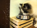 【猫のもじお君（ラグドール）】　ミルクこぼし過ぎ　【Cat drinking milk (ragdoll)】