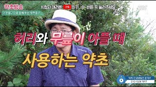 허리와 무릎에 사용하는 약초 여정실의 효능[약초방송]