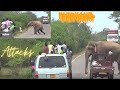 Huge Elephants Attack  රාජු සහ කණේහිලා සටන