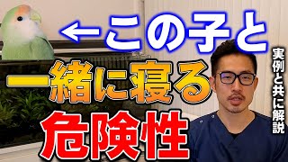 【質問コーナー】鶏は歳で歩けなくなるの？めっちゃこぼす飲水料の測り方、ハリソンを食べてくれない、一緒に寝る鳥さんを踏み潰しそうで心配、などに答えました。