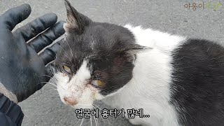 진짜 못생긴 고양이를 주웠다