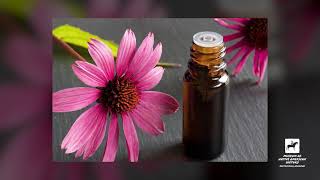 Medicine Trunk Series: ECHINACEA