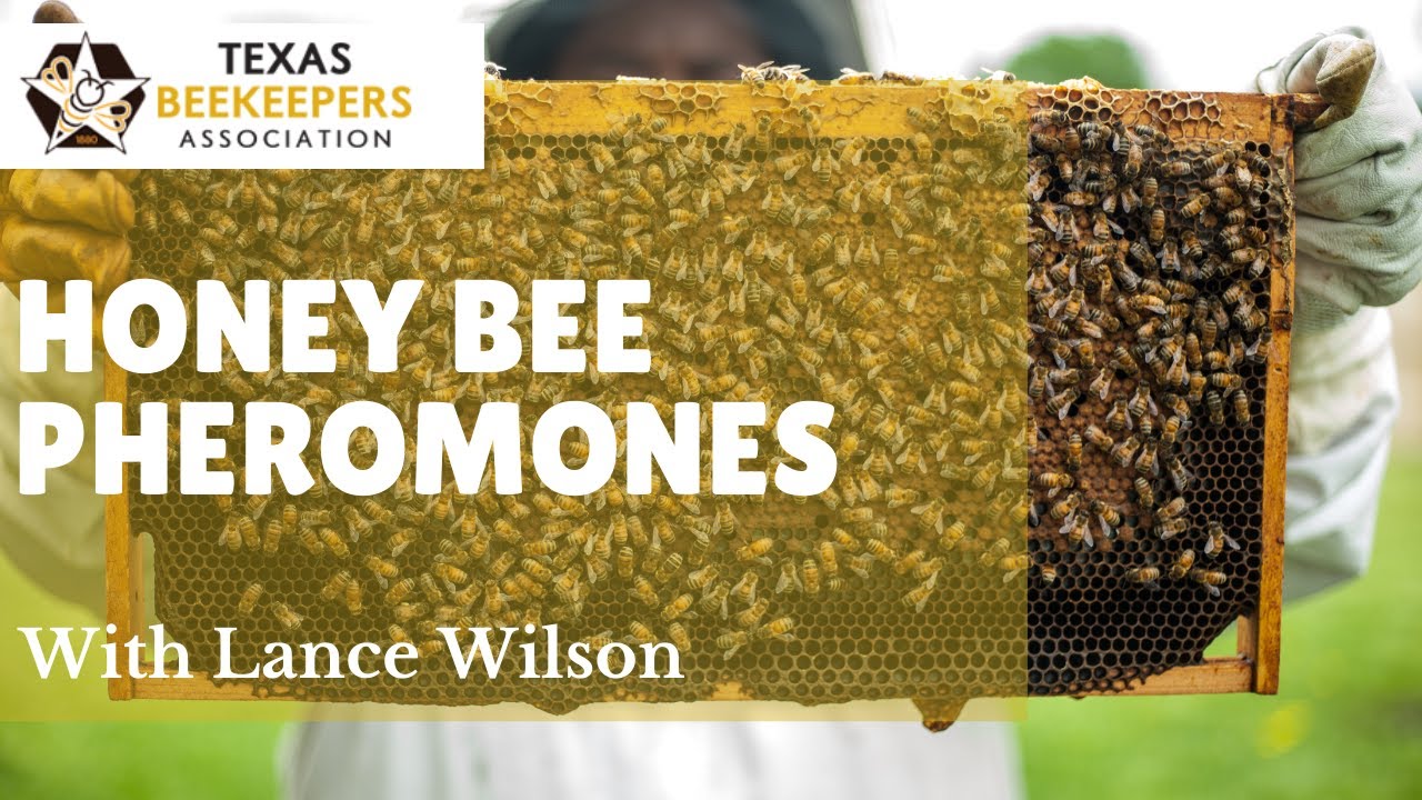 Honey Bee Pheromones - Communication Through Smell By Lance Wilson ...