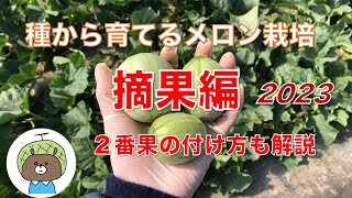 【2番果も解説‼︎】種から育てる　メロンの摘果をしよう！