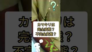 昆虫クイズ ～お庭のカマキリからquestion！ 説明欄も見てね☺#shorts