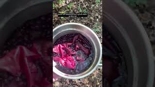 Natural Dye Experiment! Malibar or Vining Spinach, Foraging, Diy, cottagecore