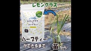 レモングラスの栽培（苗植えからレモングラスティーになるまで）