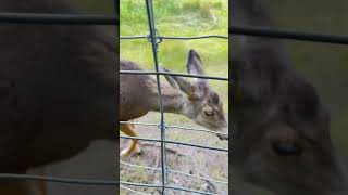 ユーコン野生動物保護区