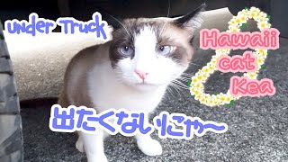 うちの猫が逃げる事を覚えてしまいました  Our cat run away again