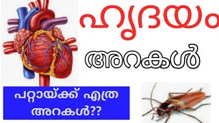 ഹൃദയത്തിന്റെ  കുറച്ചു വിശേഷങ്ങൾ കൂടി...