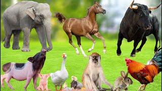 Fun on the Farm: Elephant, Horse, Bull, Pig, Goose, Monkey, Rooster, Rabbit - Animal Sounds