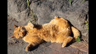 【５分くらいでわかる】桜島、非日常を楽しめる最高の場所