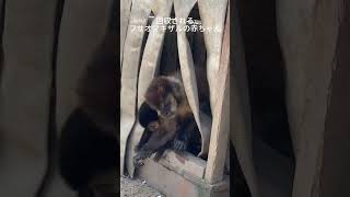 ママに連れていかれるフサオマキザルの赤ちゃんpart1　hold tufted capuchin baby in mother's arms🐒【海の中道海浜公園/動物の森】#shorts #赤ちゃん