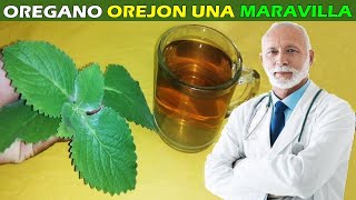 Médicos Suplican Que debes Tener Esta Planta en Tu Casa, Mira Por que