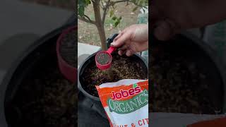 Fertilize Container Citrus Trees with these Tips - #shorts #gardening  #fruittrees #citrus