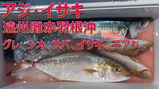 エギン亭　アジ・イサキ　釣って、捌いて、料理するよ　釣り#50