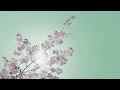 温かい音楽【ピアノ曲】春と満開の桜 和みの45分bgm 6