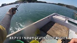 【的矢湾のカセ・筏　黒鯛（チヌ）かかり釣り】アイゴの猛攻撃に苦しむ！