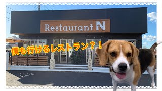 犬連れOKなレストランに行きました🐾