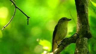 キビタキ幼鳥の鳴き声と♂の囀り♪ ( Narcissus Flycatcher・Ficedula narcissina )