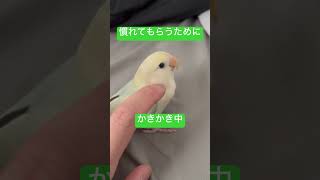 コザクラインコの抹茶氏　#インコ #コザクラインコ #ふれあい