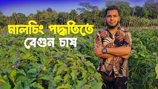 ✅ মালচিং পদ্ধতিতে বেগুন চাষ | আধুনিক কৃষি প্রযুক্তি | Eggplant Farming with Mulching