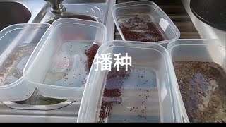 播种菜种子，vegetable seeds，保护地育苗，温度低先催芽再播种，事半功倍，英国种菜，茼蒿播种，快菜，菜心，上海青催芽