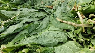 Tobacco leaves for sewing