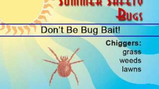 Summer Safety - Bugs