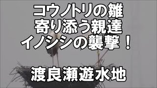 コウノトリの雛　寄り添う親達　イノシシの襲撃！　渡良瀬遊水地