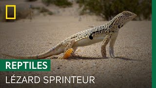 Cet étonnant lézard a évolué pour survivre à la chaleur du désert