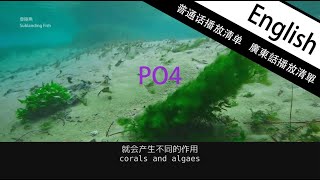 Marine Aquarium EP18 PO4 Cycle, preparation for small reef tank...