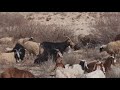 iran village life amazing bread bread and riding and shepherd by a girl