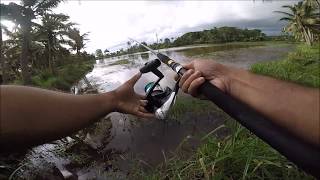 Black\u0026yellow ഹുക്ക് ആയ ചേറുമീൻ -Snakehead fishing using jump frog