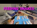 Feeding Baby Boa Constrictor's/ Green Anaconda / IMG , VPI, Moonglow, Redtail Boa