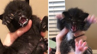 Three Little Monster Kittens Have No Chill