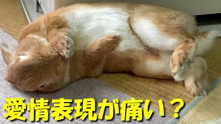 うさぎの愛情表現が激しくて痛いww　(No.483)