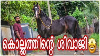 കേരളത്തിൽ അലീഷാൻ  ബ്ലഡ്ലൈൻ ശിവാജി🤩horsedetails|studmale|Ssworld