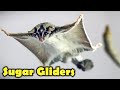 Sugar Glider as Pet -  Sugar Glider Facts