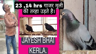 JAYESH BHAI FROM KERLA..SPL FOR TUMBLUR PIGEON.