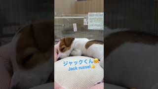 #jackrussellterrier #shorts #baby #dog #かわいい #ジャックラッセルテリア #赤ちゃん #男の子 # #love #puppy #お昼寝 #sleep