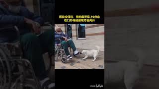 现实版忠犬八公！ 土耳其狗狗医院外守护患病主人