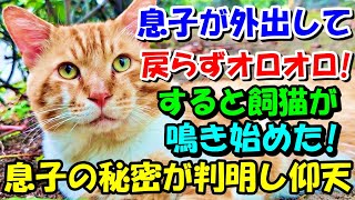 息子が外出したまま帰らずオロオロ! 家を飛び出そうとしたら猫が鳴き始めた。息子の意外な秘密が判明して仰天! 【猫の不思議な話】【朗読】