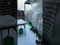 【多肉植物】雪が積もりました。対策は万全かな？