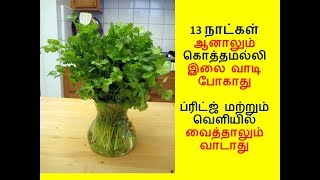 13 நாட்கள் ஆனாலும் கொத்தமல்லி, கருவேப்பிலை, புதினா வாடிபோகாது  | fresh corriander