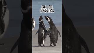 TOP5 你一定不知道的動物冷知識 2023 🐧🤯#shorts #冷知识 #涨知识 #科普 #可愛動物