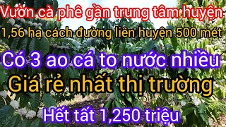 232, một vườn cà phê tổng 1,56 ha cách đường liên huyện 400 mét, quốc lộ 19 cở 3 cây gần trung tâm