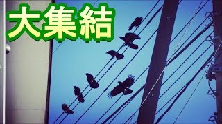 仲間を呼ぶカラス 大合唱 縄張りの主張か flock of crows! ハシブト ハシボソ