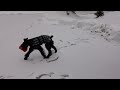 giant schnauzer loves coffee