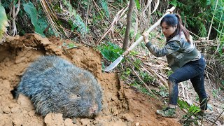 bamboo rat digging and catching skills, winter survival, survival alone